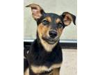 Adopt Muffin a Australian Kelpie