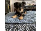 Adopt RUE a Mixed Breed, Yorkshire Terrier