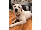 Adopt JACKIE* a Great Pyrenees, Mixed Breed