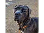 Adopt DANI a Mastiff