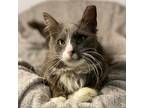 Adopt Jigglypuff a Domestic Medium Hair