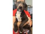 Adopt Stella 6330 a Labrador Retriever