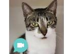 Adopt Lagunita a Domestic Short Hair