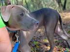 Adopt PRINCESS a Weimaraner, American Staffordshire Terrier