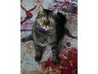 Adopt WHISKERS a Domestic Short Hair