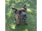 Adopt Rosie a Labrador Retriever, Mixed Breed