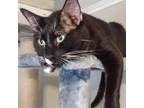 Adopt Mistletoe a Domestic Short Hair