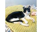 Adopt Ruth a Domestic Short Hair