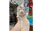 Adopt Tinkerbell a Ferret