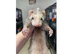 Adopt Elaine a Ferret