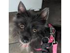 Adopt Promise a Pomeranian