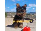 Yorkshire Terrier Puppy for sale in San Diego, CA, USA