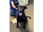 Adopt Cher a Labrador Retriever