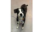 Adopt Esky a Australian Shepherd, Terrier