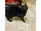 Adopt Misty a Domestic Short Hair