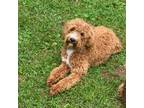 Goldendoodle Puppy for sale in Woodbury, MN, USA