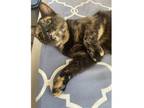 Adopt Torie (CNL) a Tortoiseshell, Domestic Short Hair