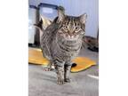 Adopt Tabby a Tabby