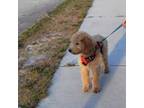 Goldendoodle Puppy for sale in Oviedo, FL, USA