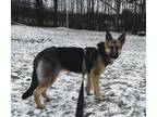 Adopt Cali-I2404 a German Shepherd Dog