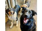 Adopt Dude a Collie, Labrador Retriever