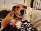 Adopt Tallulah a Beagle