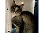 Adopt Oakly- 021618S a Domestic Short Hair