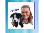 Adopt Peyton a Border Collie, American Staffordshire Terrier