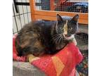 Adopt Daphne a Domestic Short Hair