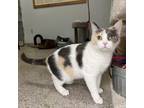 Adopt Princess a Domestic Short Hair