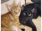 Adopt FeeFee and Goldie a Tabby