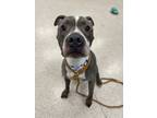 Adopt Nola a Pit Bull Terrier