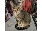 Adopt Tesa a Domestic Short Hair