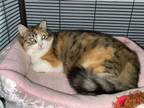 Adopt Goldie a Maine Coon, Domestic Long Hair