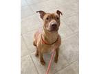 Adopt Rosie a Pit Bull Terrier