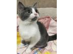 Adopt Noelle a Domestic Short Hair