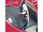 Adopt Lindt (chocolate) a Domestic Short Hair