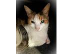 Adopt Chloe a Domestic Short Hair