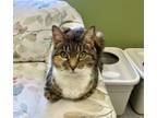 Adopt Pretty Girl a Domestic Short Hair