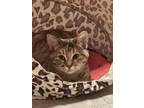 Adopt Camilla a Torbie