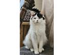 Adopt Brigitte a Domestic Medium Hair