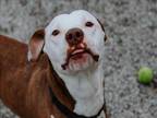 Adopt FRAMPTON a Pit Bull Terrier