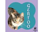 Adopt Gentoo a Domestic Short Hair