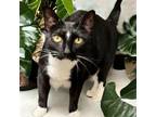 Adopt Charlotte/Jasmine a Domestic Short Hair, Tuxedo