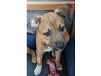 Adopt Bailey Katie a Shepherd, Staffordshire Bull Terrier