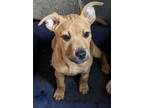 Adopt Ginger Katie a Shepherd, Staffordshire Bull Terrier