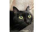 Adopt Shadow a Domestic Short Hair