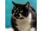 Adopt Miss Kitty a Domestic Short Hair