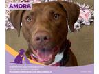Adopt Amora a Chocolate Labrador Retriever