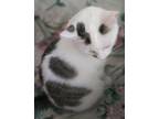 Adopt Sugar a Domestic Short Hair, Turkish Van